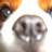thewholelot's profile image
