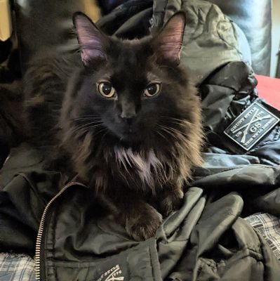 NRA4Life_Scott's profile picture. In theory, there is no difference between theory and practice, but in practice there is.