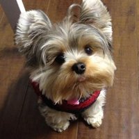 Carlos Ulloa (@midknightcity) 's Twitter Profile