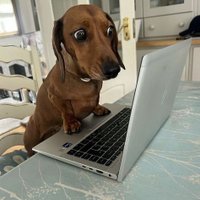 Panhong Deng (@panhongd) 's Twitter Profile