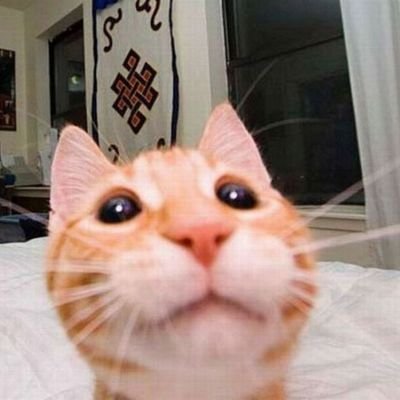 SAM9MX's profile picture. 😼Truth is mighty and will prevail.
   Truth will always win.😽