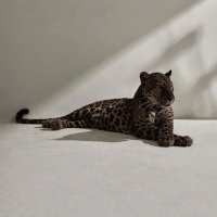 m (@nilxc_1) Twitter profile photo