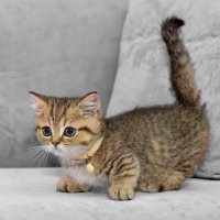 Build a Cat Café (@buildacatcafe) 's Twitter Profile