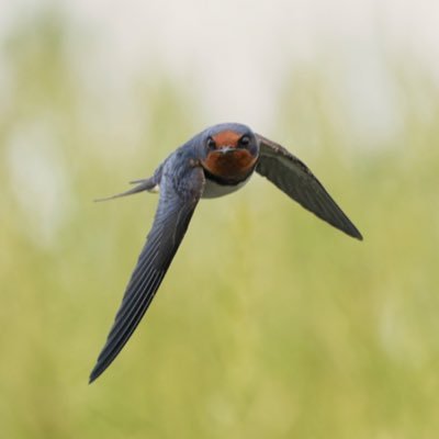 MarianneShashin's profile picture. 写真投稿用アカウント|野鳥、昆虫、風景、モータースポーツ、etc.|束の間の休日に撮影した写真を投稿します。俺のことはいい、写ってるものを好きになってくれ。