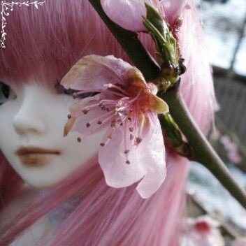 derpysmuffin's profile picture. 🌸𓂃 ࣪˖ eighteen !! he ⸝ she ᶻ 𝗓 𐰁 .ᐟ  bmi 20
     non edtwt, -16yo, fat phobes dni !! (pls !!) + basic dni !!
     pro recov !! 
ocd warrior ^___^