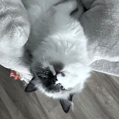 Hau_hauf's profile picture. 狐泡浮