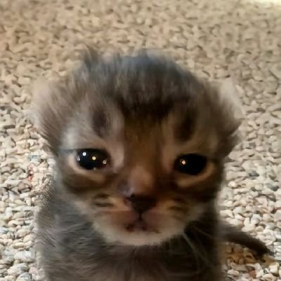 issa_lgm's profile picture. História is my passion