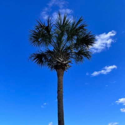 zenbot3000's profile picture. 