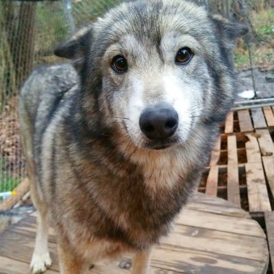wolftracking's profile picture. werewolf in real life!!! 🐾🐺