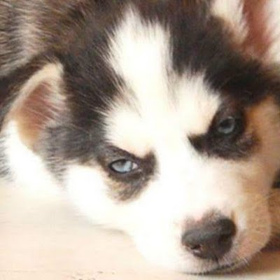 heavyboness's profile picture. 