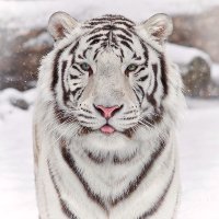 Snow Wild (@snowwild2003) 's Twitter Profile