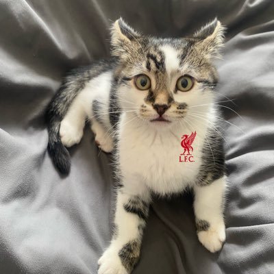 oregano_lfc's profile picture. Save Hale End |#ArtetaOut | I am an Arsenal Fan