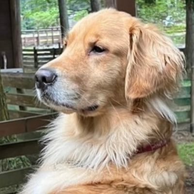 電験3種3回全滅!前回理論1科目合格!今年CBTで機械法規撃破残電力!今夏電験2種挑戦電力機械撃破!ちな将棋はアマ5段(ペーパー)。2023年秋冷凍3種不合格!今年秋二種リベンジ予定。電工2持ち!ボイラー2持ち。ちなド文系。座右の銘は「いよーっ!征夷大将軍!」ちな家に目つきの悪い奴がおる。ちな今年のおみくじは大吉。