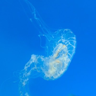 sekcko's profile picture. the last shall be first and the first, last