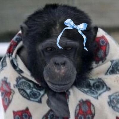 I love primates. I love ape related things especially planet of the apes.