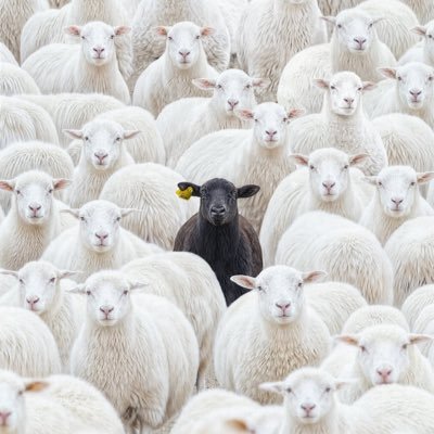 spikethepug's profile picture. just browsing…