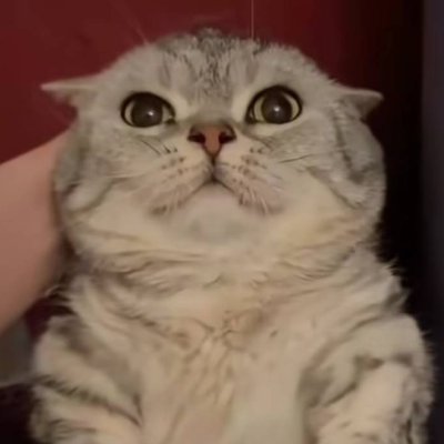 Emfourtress's profile picture. yes