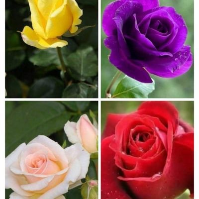 اللهم ارزقني الخشوع في الصلاة والتلذذ بقراءة القرآن وتدبر آياته
لا إله إلا أنت سبحانك إني كنت من الظالمين