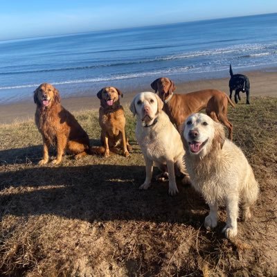 DanSnowden's profile picture. Footy enthusiast, ex coach, NUFC, FPL, Vegan 🌱, left leaning, glass half full type..preferably with cold beer👌🏻owns dansadventurewalks🐶 #blockMusk