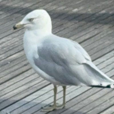 YizheYu156991's profile picture. Rookie Photographer 📷  in 🇨🇦                                        International Student                                                   Christian✝️