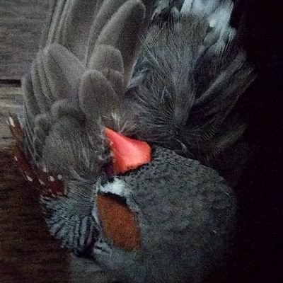 愛鳥家🥰🪶鶏文鳥錦花鳥💕
鳥と自然を愛してます🐦️🌊🗻
子孫や鳥達に豊かな自然を残したい🕊️🕊️🕊️
こっそり清掃活動中🧹
8964🇯🇵