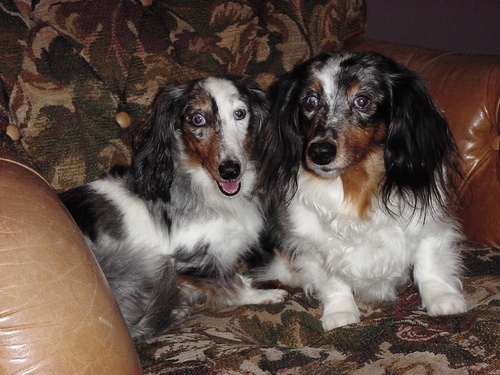 Louisiana girl forever - regardless where I live.  Married to the love of my life.  Have the best 4 legged children.  Foster mom for DREAM Dachshund Rescue.