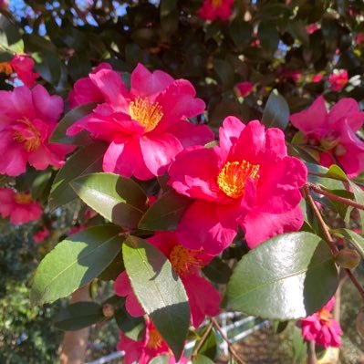 pocopoco111's profile picture. 泣きながらご飯を食べたことのある人は、生きていけます🍚