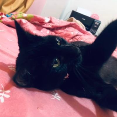 SonicWaveInfini's profile picture. 