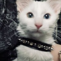 nicole ☆ (@muzzld6) 's Twitter Profile