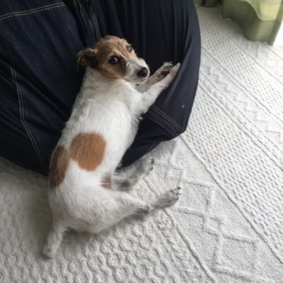 nakatariku's profile picture. 