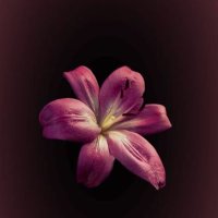 قمر (@qamar2108) 's Twitter Profile