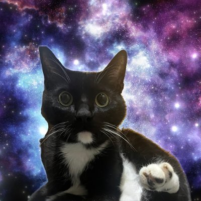 eigoshaberitai_'s profile picture. どうも。英語が喋りたい猫です。
英語学習の道のりをNoteを通じて発信します