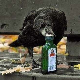 Chaende__'s profile picture. 성인 / 본계(장르계X) / 장르언급 多 / 일상트& 연성Rt 위주, 스포언급 多 1차 언급O / Only NoneCp / 블언블, 블락 편하게. / 직멘 제외 지뢰 알아서 피해가요