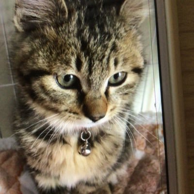 xhgqKPcCnV31105's profile picture. あずきです。飼い猫のあずきくんが令和7年8月23日（土）虹🌈の橋に旅立ちました。享年3歳 推定年齢2歳になったばかりでした。突然の死に戸惑いが まめくん あずきくんは永遠に家族 ましゃ様命💕💕　宮城県在住