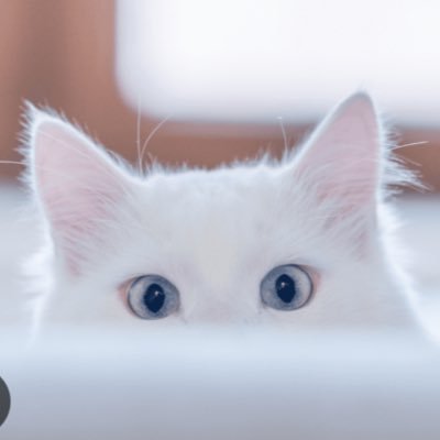 Blackcat3130's profile picture. 