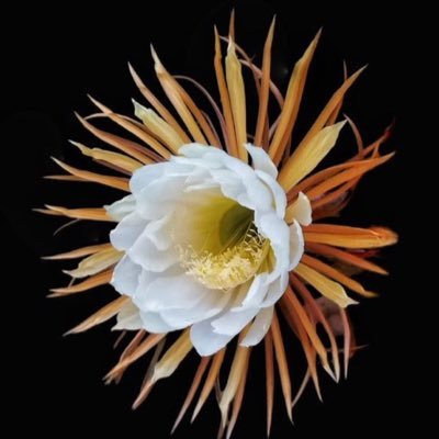 loliamp's profile picture. 