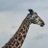__bese2's profile image