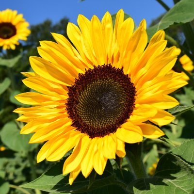 Sunflower735815's profile picture. sun in