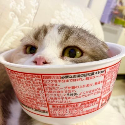 ねこカフェMimi on X