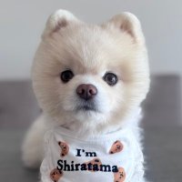 ポメラニアンのしらたま (@pomeshiratama) 's Twitter Profile