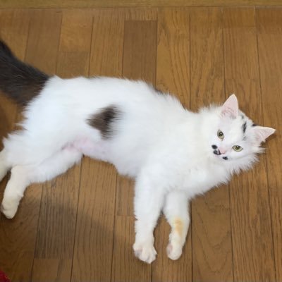 mogmog_no_mog's profile picture. アカウントもぐもぐが不正利用されてしまったため、新しくしました😿竹島宏さんの優しい歌声に癒される毎日です🍀