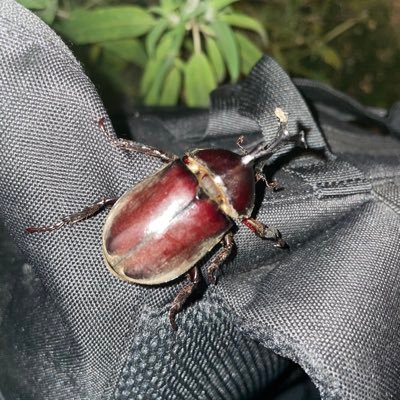 ktgrsn3481's profile picture. 生きてます タコスパーティーをしました。めちゃくちゃ美味しかったです。