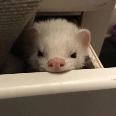 ferretchi_'s profile picture. 
