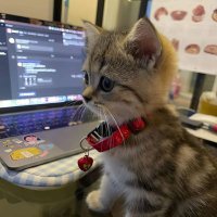 Mintchooo (@mintchooo97) 's Twitter Profile