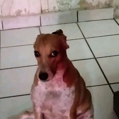 Perro con cara juzgonaさんのプロフィール画像