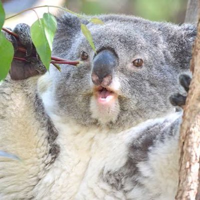 IyaBPIlwOQ57503's profile picture. コアラがすきです🐨✨