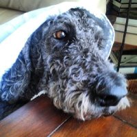 Maxinetheblackpoodle (@maxinetheblack1) 's Twitter Profile Photo