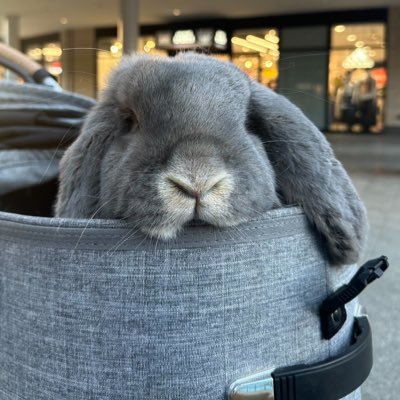 V系が好きな店主のうさぎがいるオリジナルデザイン雑貨のお店■作家名は朱■土日祝に用事がなければ開いてます(予約優先)■24東京都第号008247)■販売/保管/貸出/展示■動物取扱責任者:開夕子■お問い合わせはDMでお願いします。営業日はハイライトでご確認ください。⭐︎うさぎホテルはDMでお問い合わせどうぞ!!
