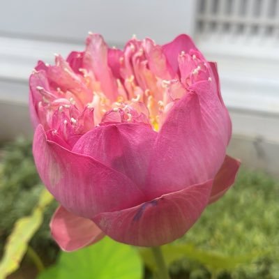 dia_____ry's profile picture. 