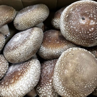 808shin16's profile picture. 